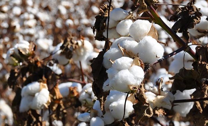 India is largest cotton producer