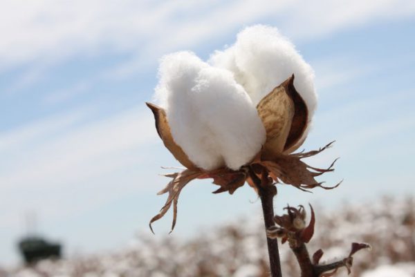 Vietnam Holds Strong Position in Cotton Industry Despite Production Drop