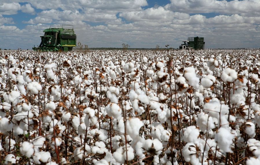 Cotton Production in the US sets to Rise in 2017 Bizvibe Blog