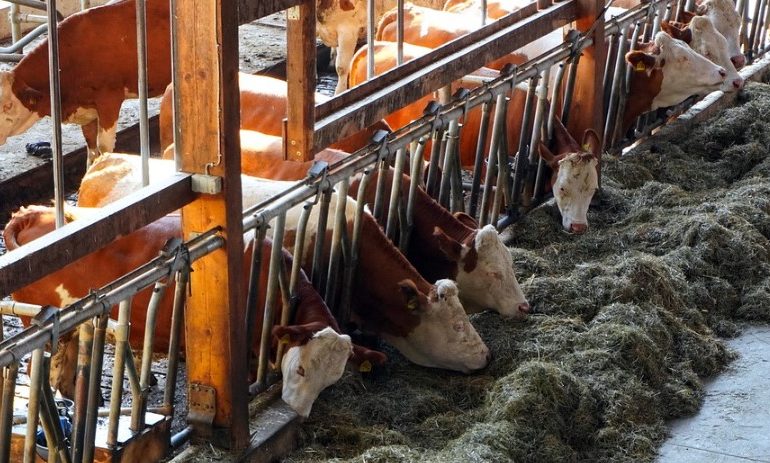 largest animal feed manufacturers