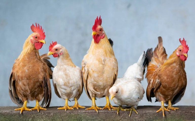 top poultry meat producing countries