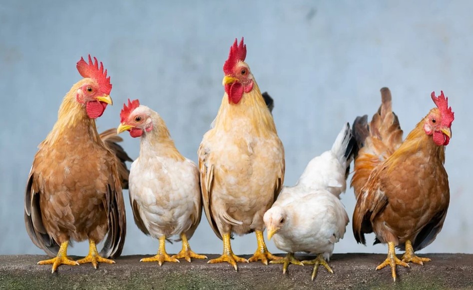 Top Poultry Meat Producing Countries 2020 Largest Poultry Meat