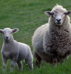top lamb producers