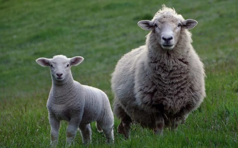top lamb producers