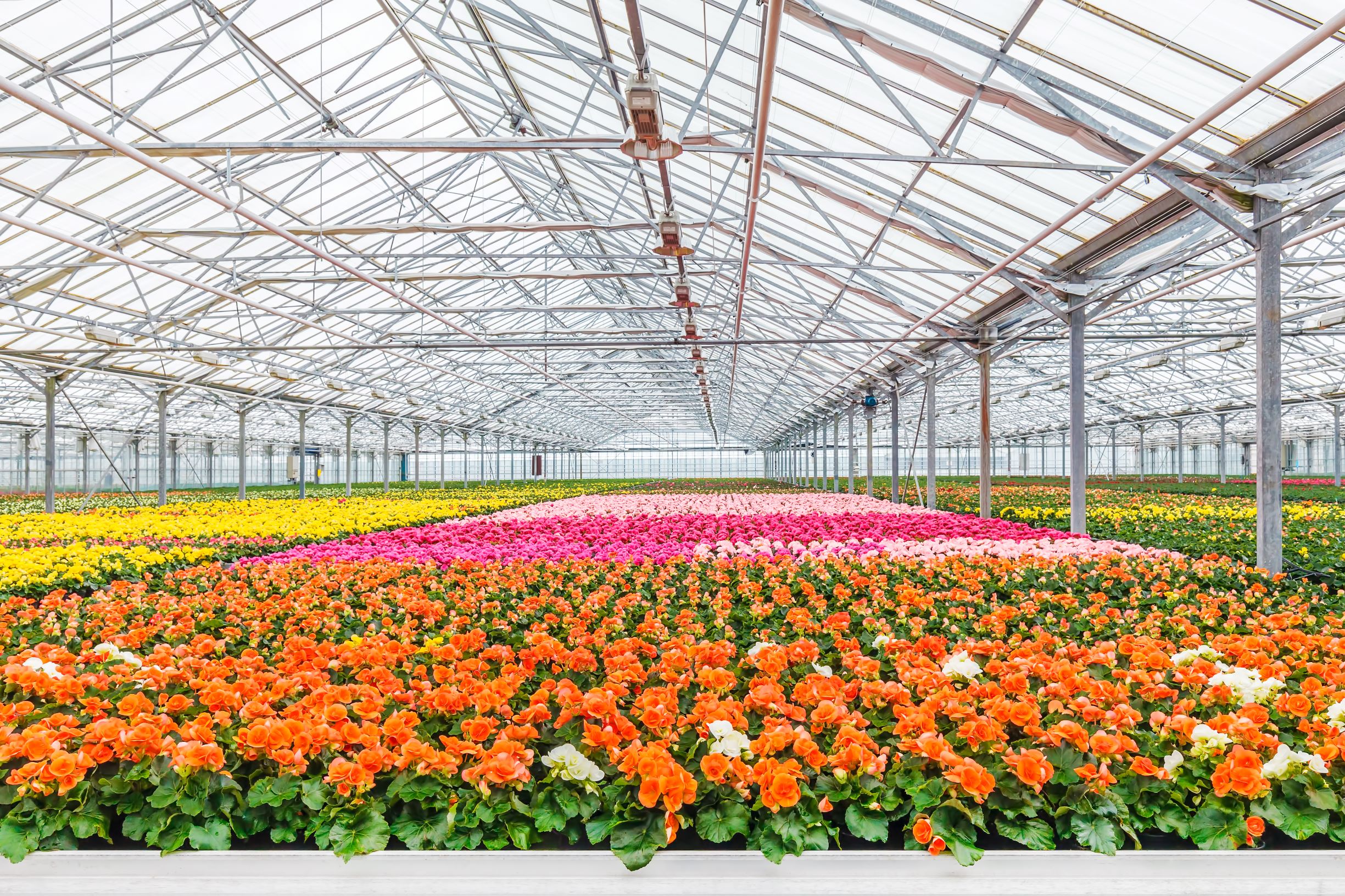 top-floriculture-companies-in-2022-leading-flower-exporters