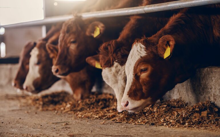 Livestock Industry