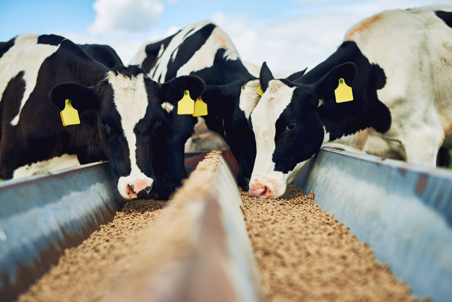 top-10-largest-animal-feed-manufacturers-in-the-world-2022-top-animal