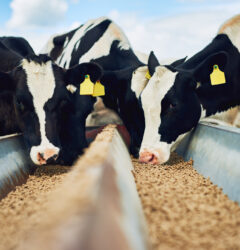 animal feed manufacturers