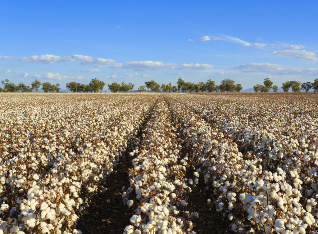Top 10 Largest Cotton Manufacturing Companies in the World 2022 ...