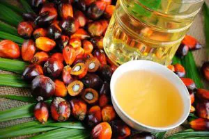 Palm Oil Palm oil suppliers in Indonesia